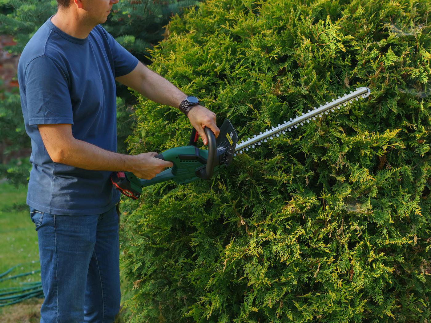 Shrub being shaped with a hedge trimmer